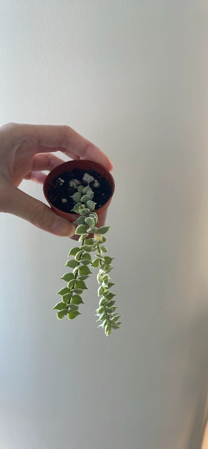 Variegated Million Hearts