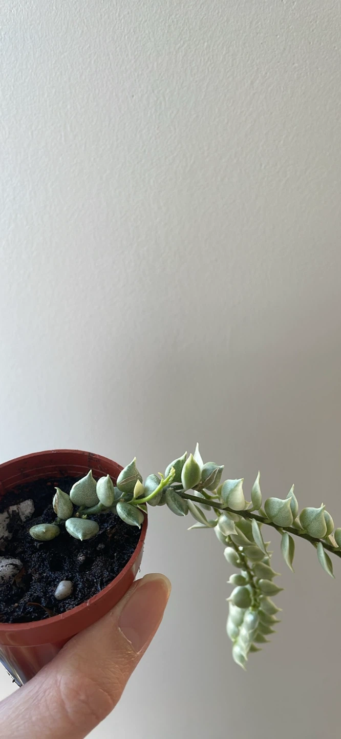 Variegated Million Hearts - photo 3