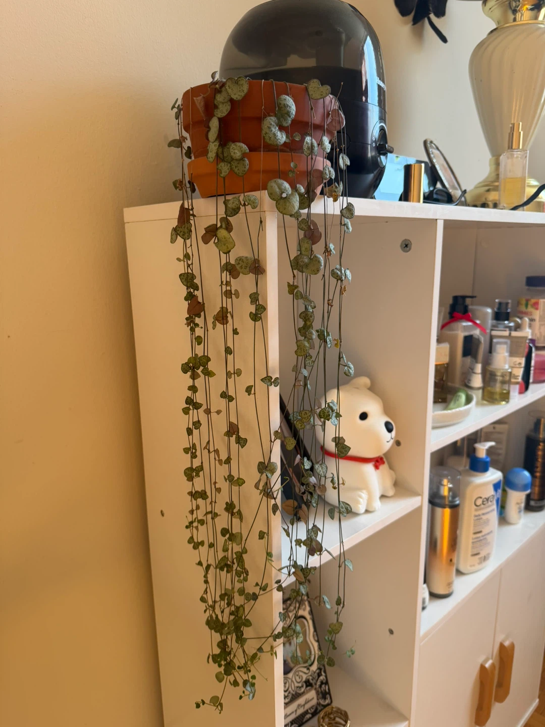 String of Hearts Plant in Terracotta Pot
