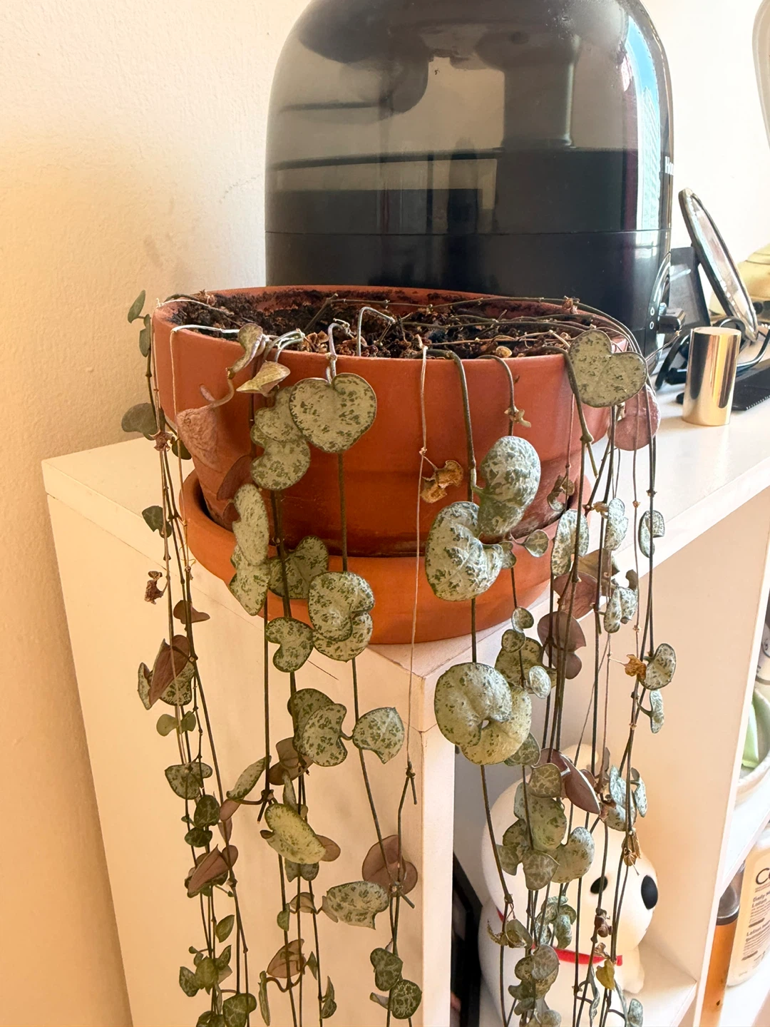 String of Hearts Plant in Terracotta Pot - photo 2