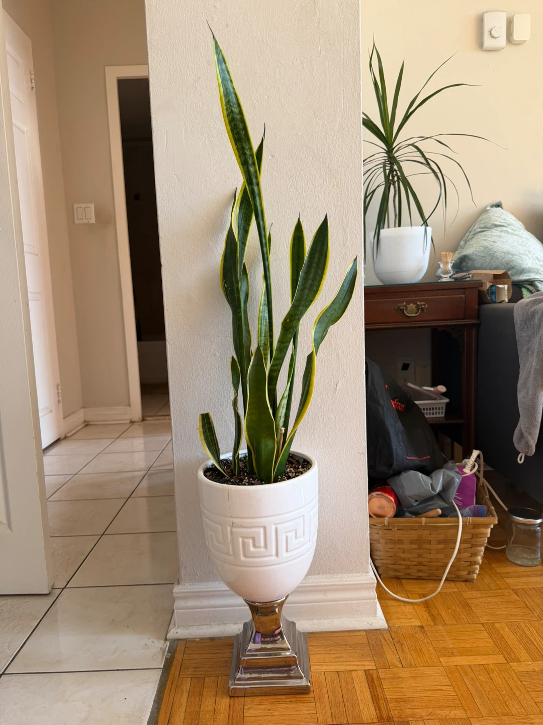 Big Snake Plant in Decorative White Stand