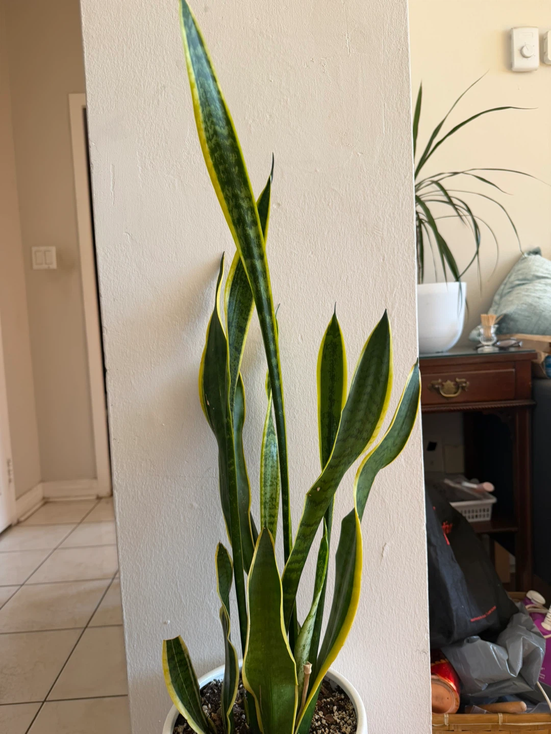 Big Snake Plant in Decorative White Stand - photo 2