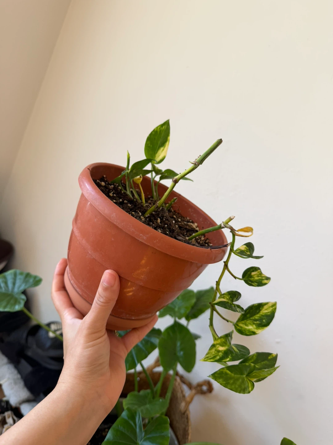 Golden Pothos Plant