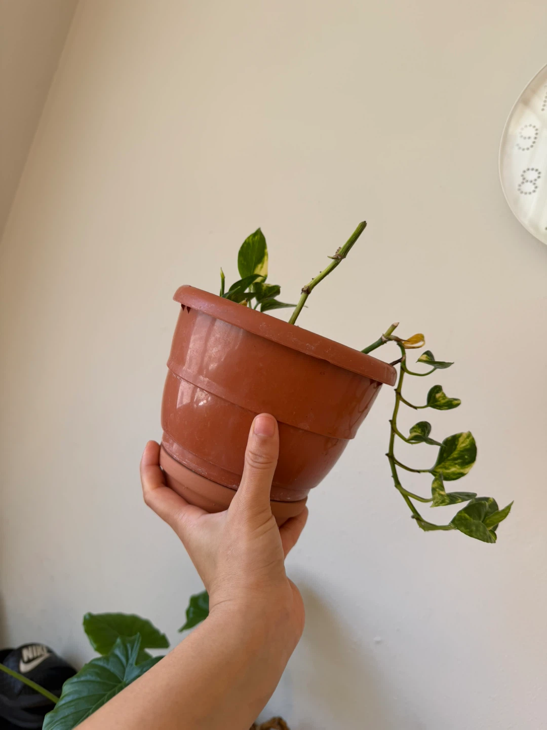 Golden Pothos Plant - photo 2