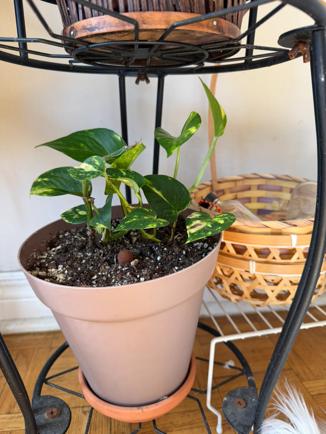 Golden Pothos plant in 6-inch pot