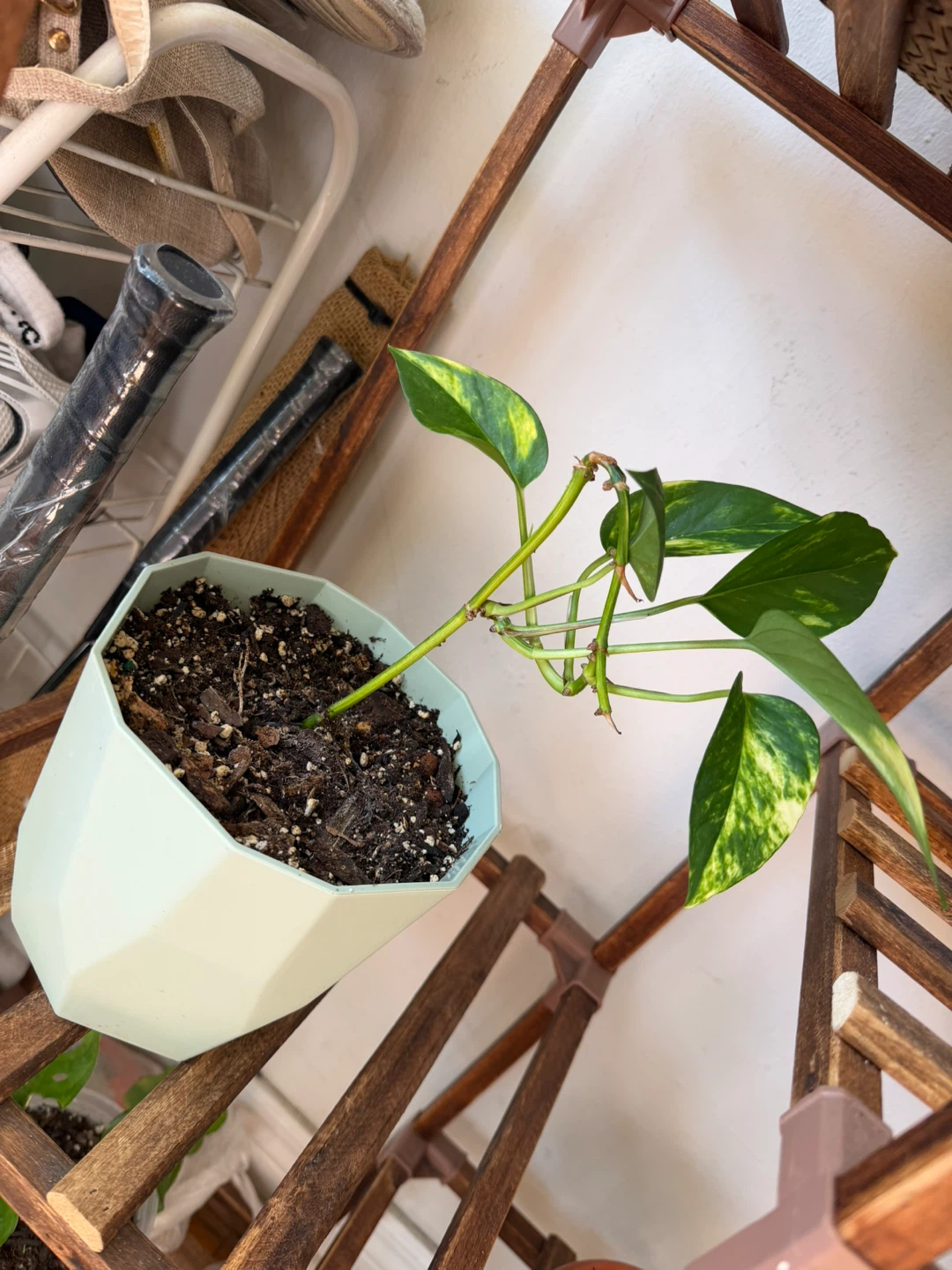 Golden Pothos in Mint Green Pot