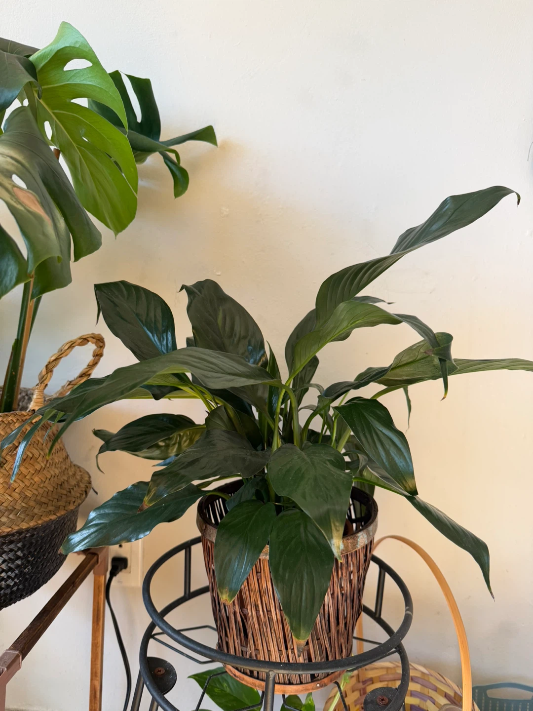 Healthy Peace Lily Plant