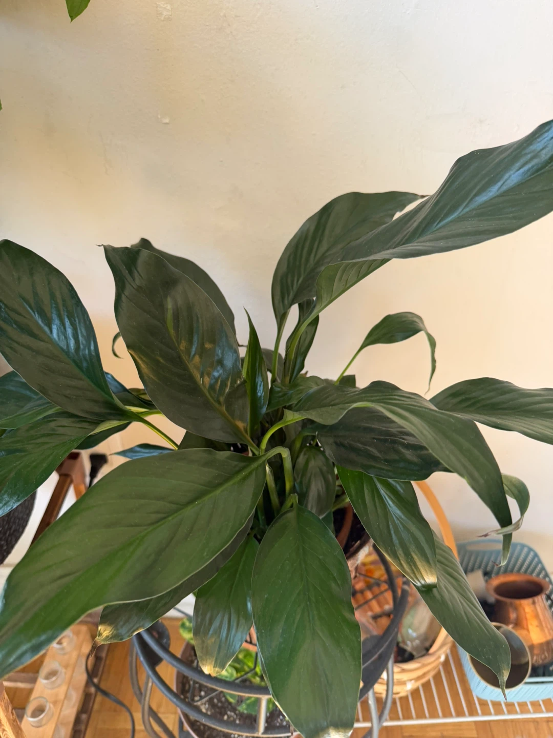 Healthy Peace Lily Plant - photo 2