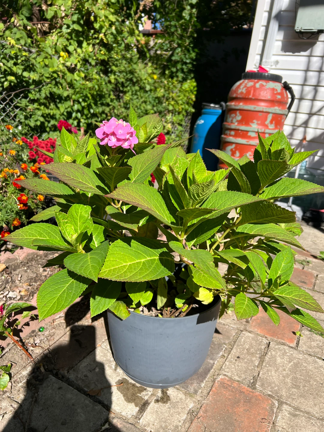Potted Pink Hydrangea Plant