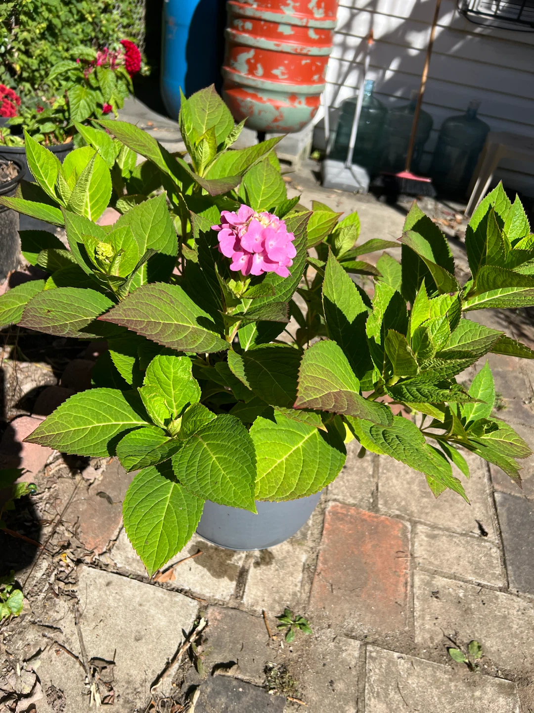 Potted Pink Hydrangea Plant - photo 2