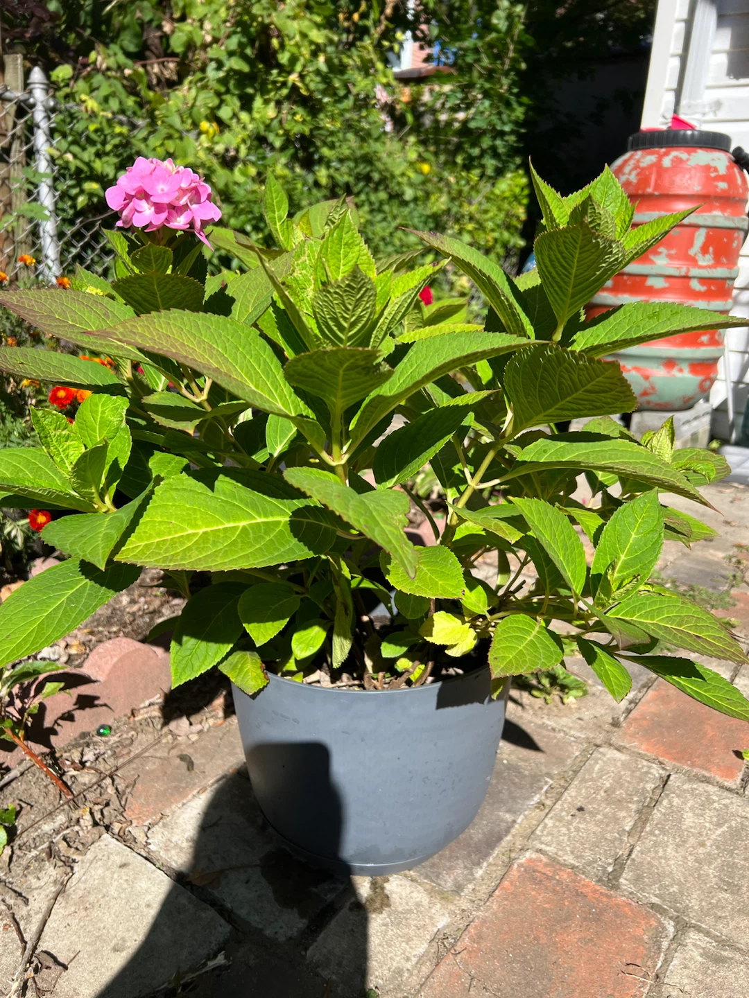 Potted Pink Hydrangea Plant - photo 3