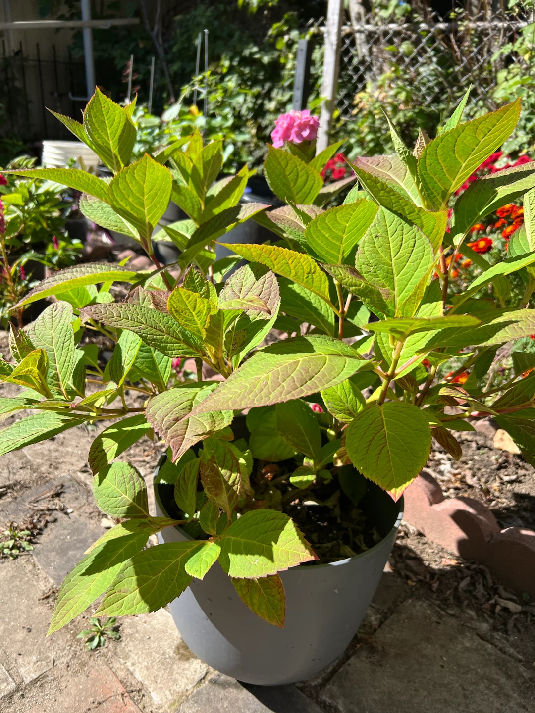 Potted Pink Hydrangea Plant - photo 4