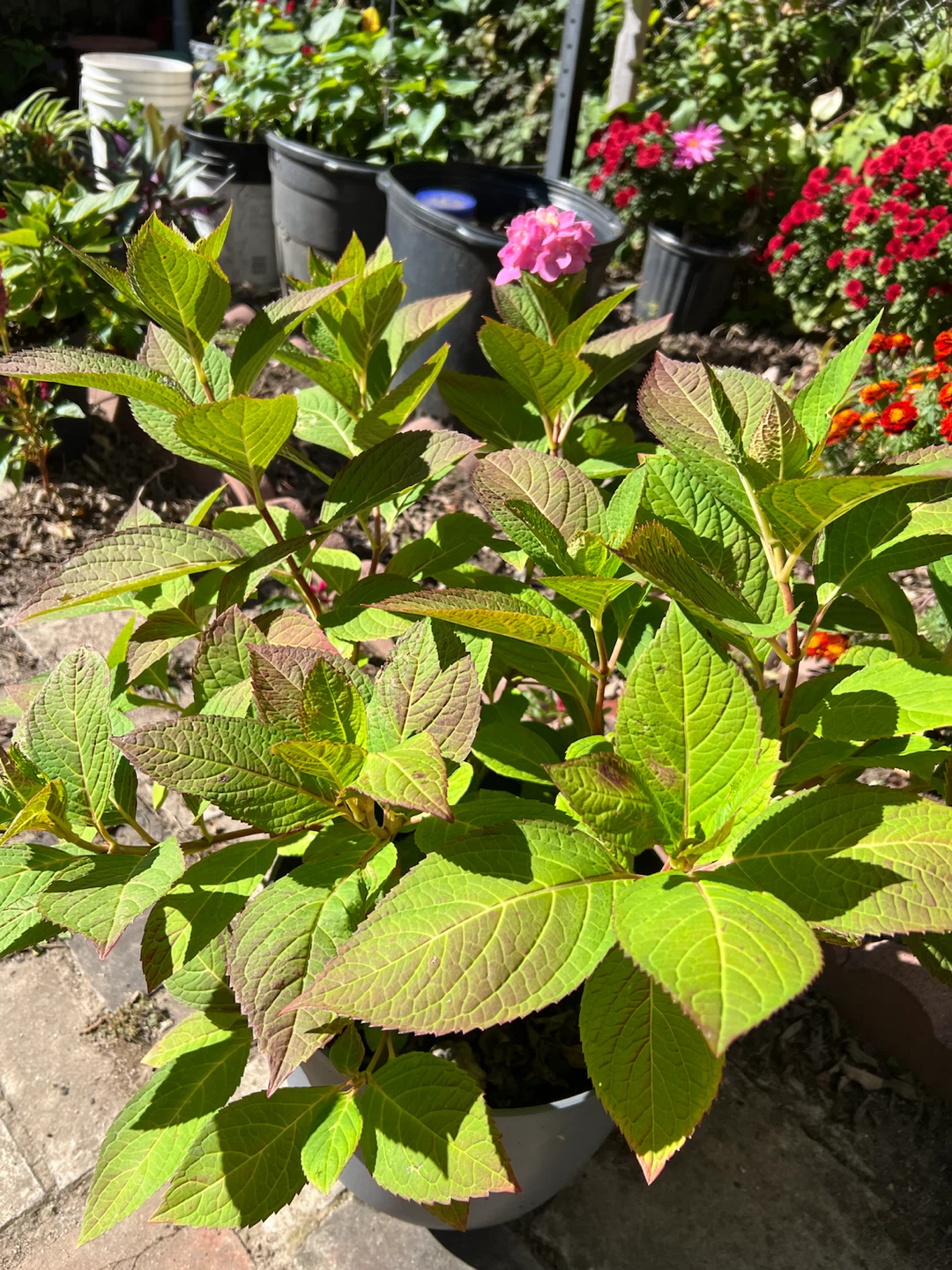 Potted Pink Hydrangea Plant - photo 5