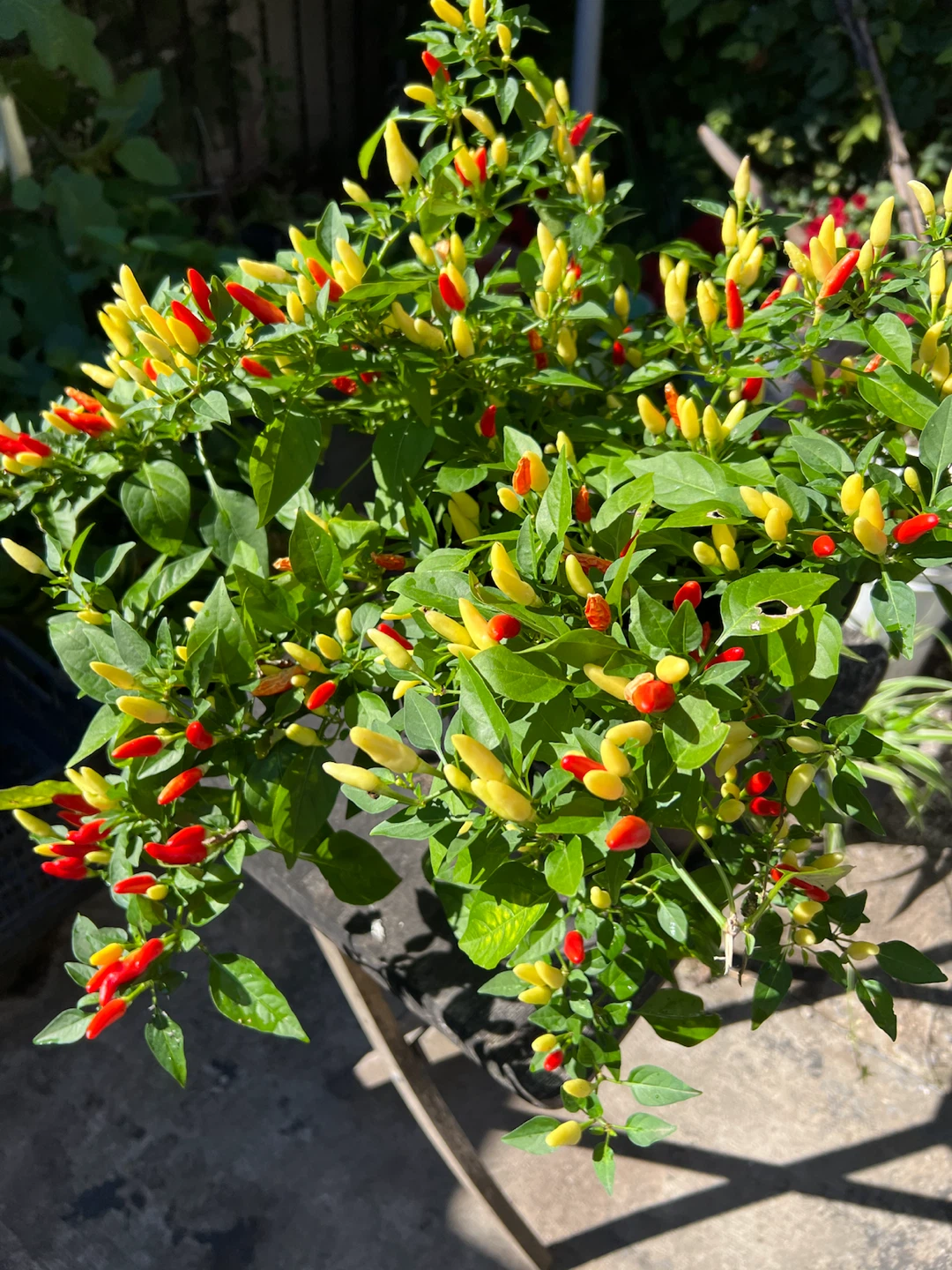 Ornamental organic Chili Pepper Plant