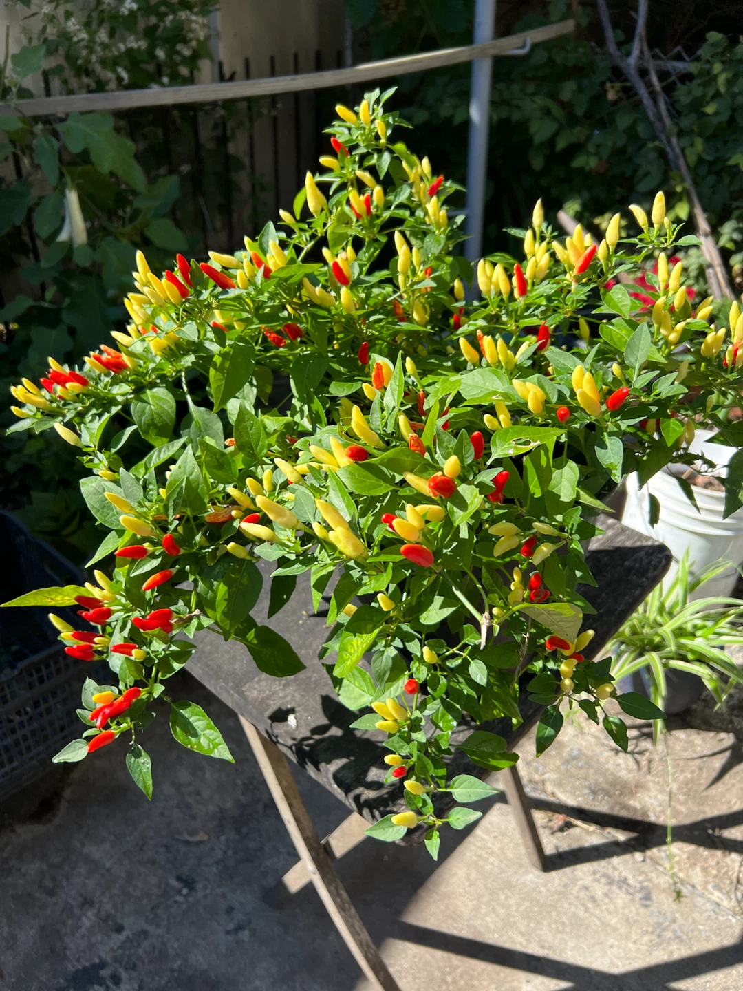 Ornamental organic Chili Pepper Plant - photo 2