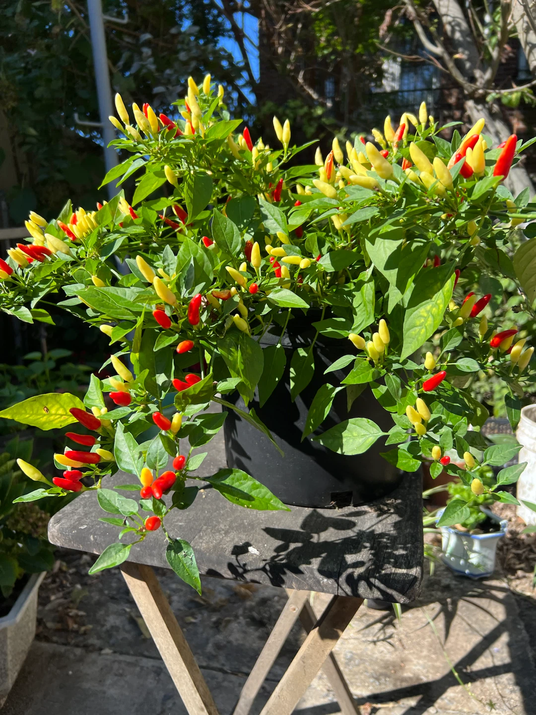 Ornamental organic Chili Pepper Plant - photo 3