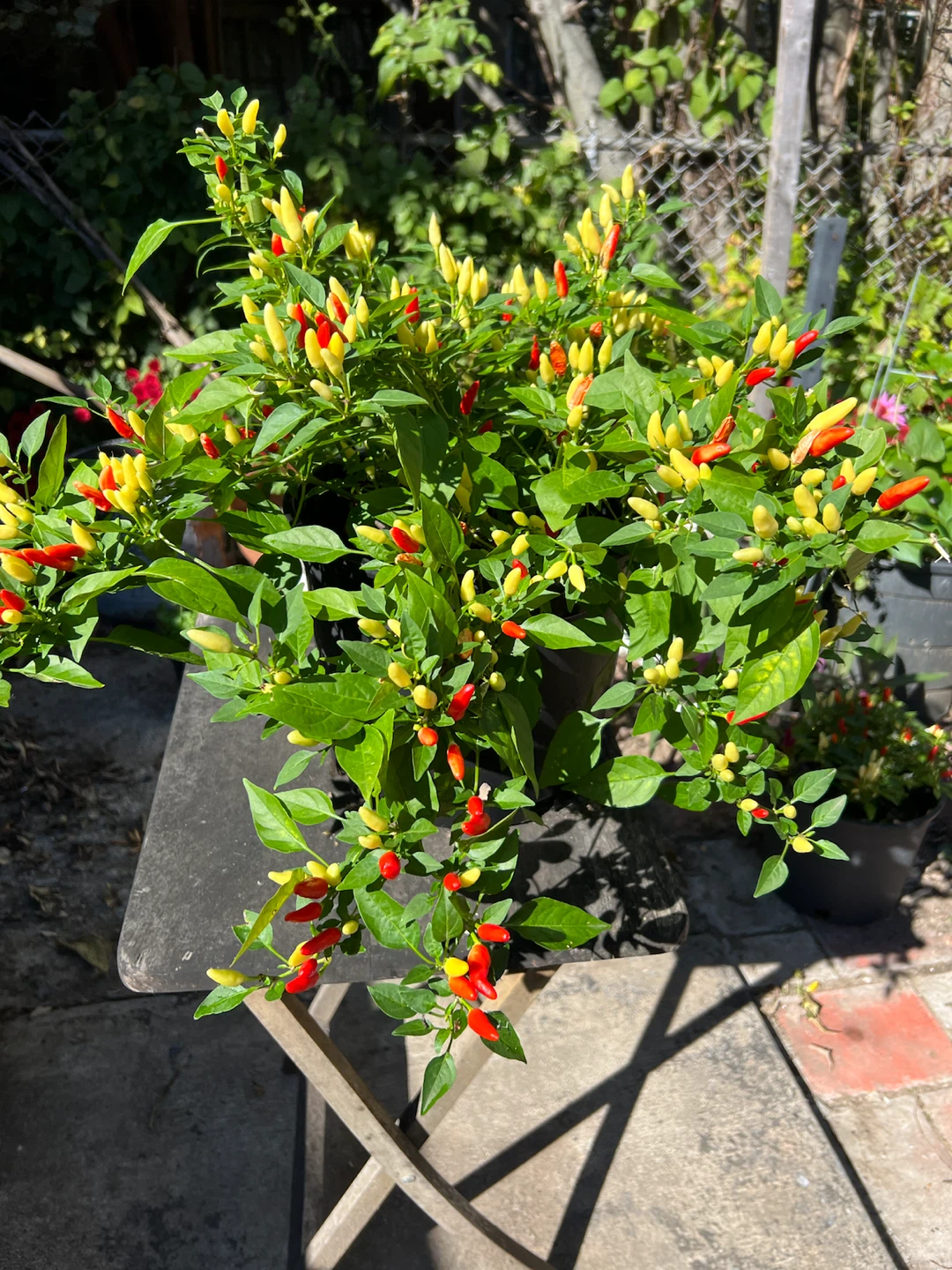 Ornamental organic Chili Pepper Plant - photo 4