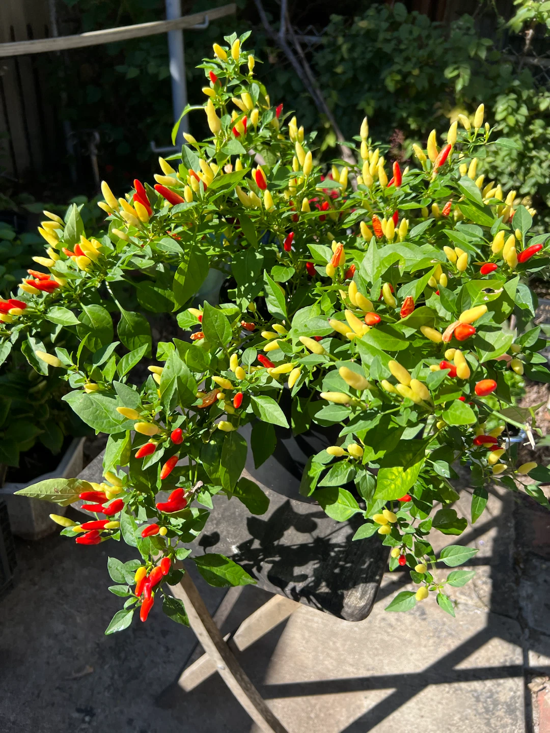 Ornamental organic Chili Pepper Plant - photo 5