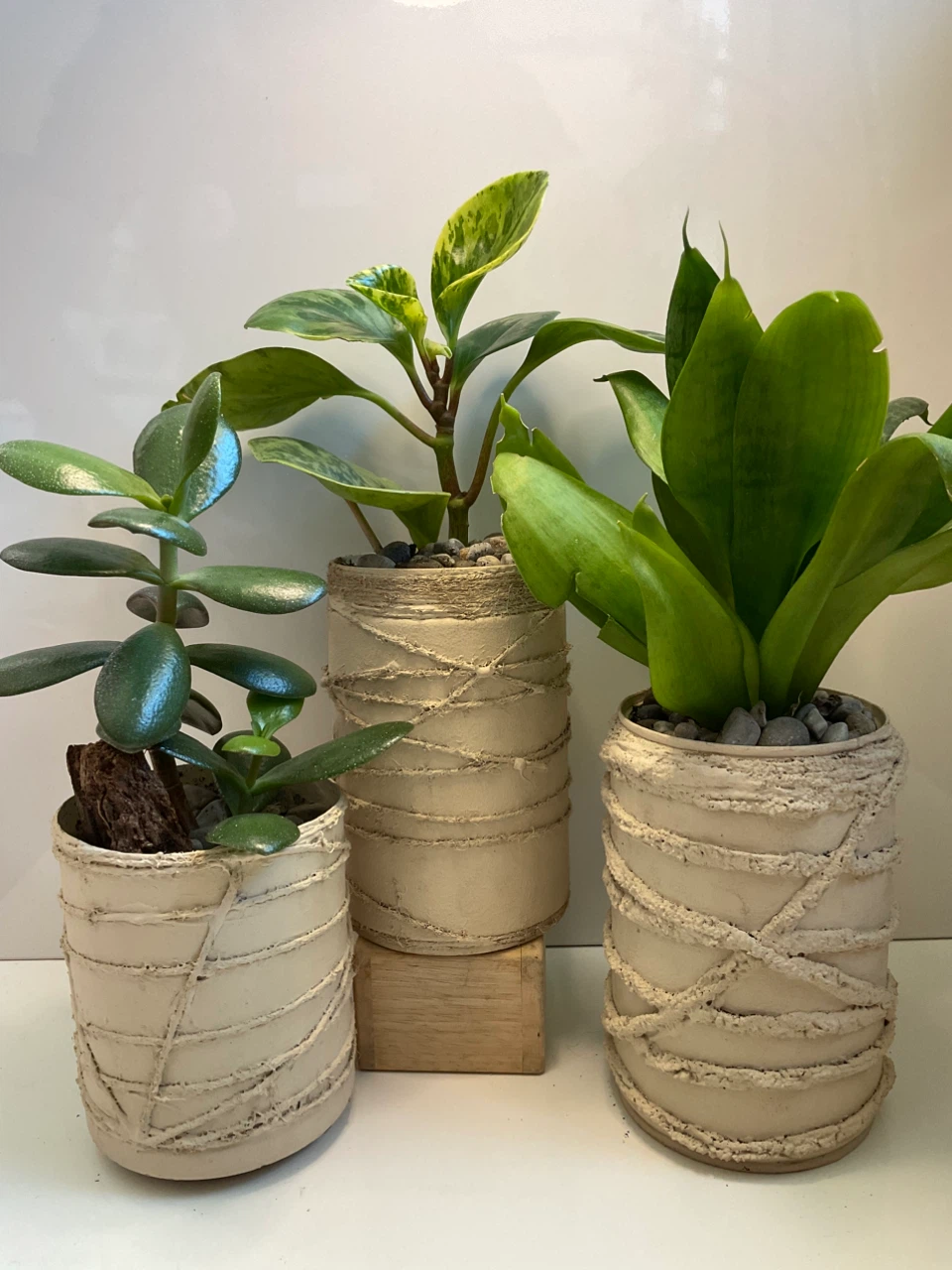 Potted Jade, variegated peperomia and bird’s nest snake plants