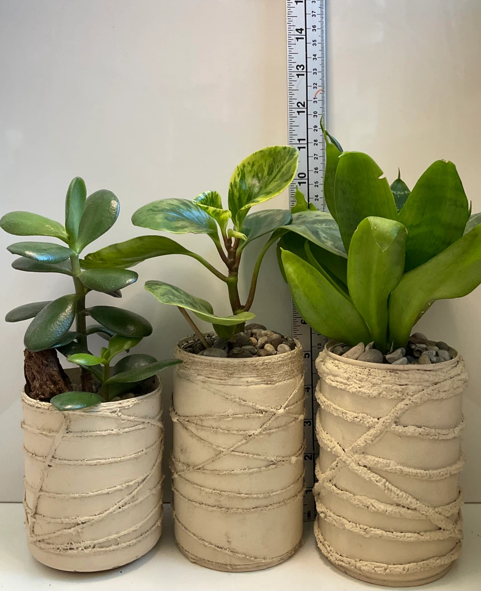 Potted Jade, variegated peperomia and bird’s nest snake plants - photo 2