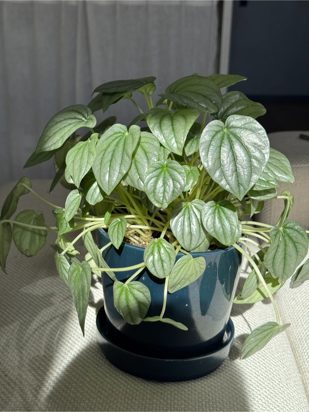 Peperomia caperata frost