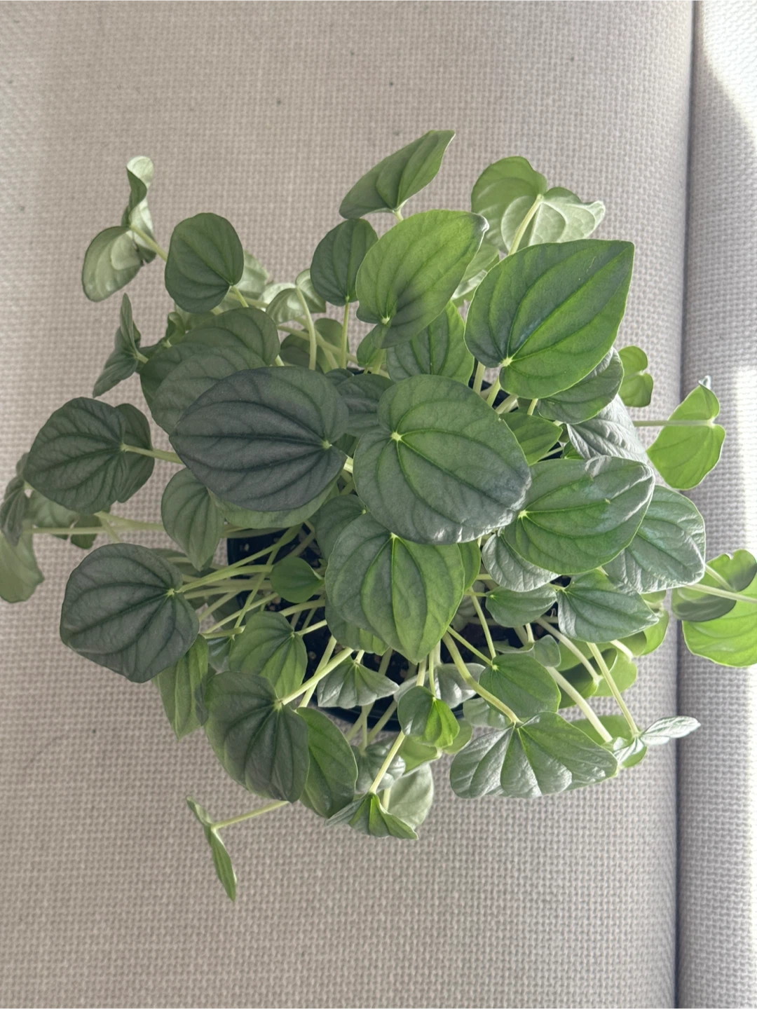 Peperomia caperata frost - photo 2