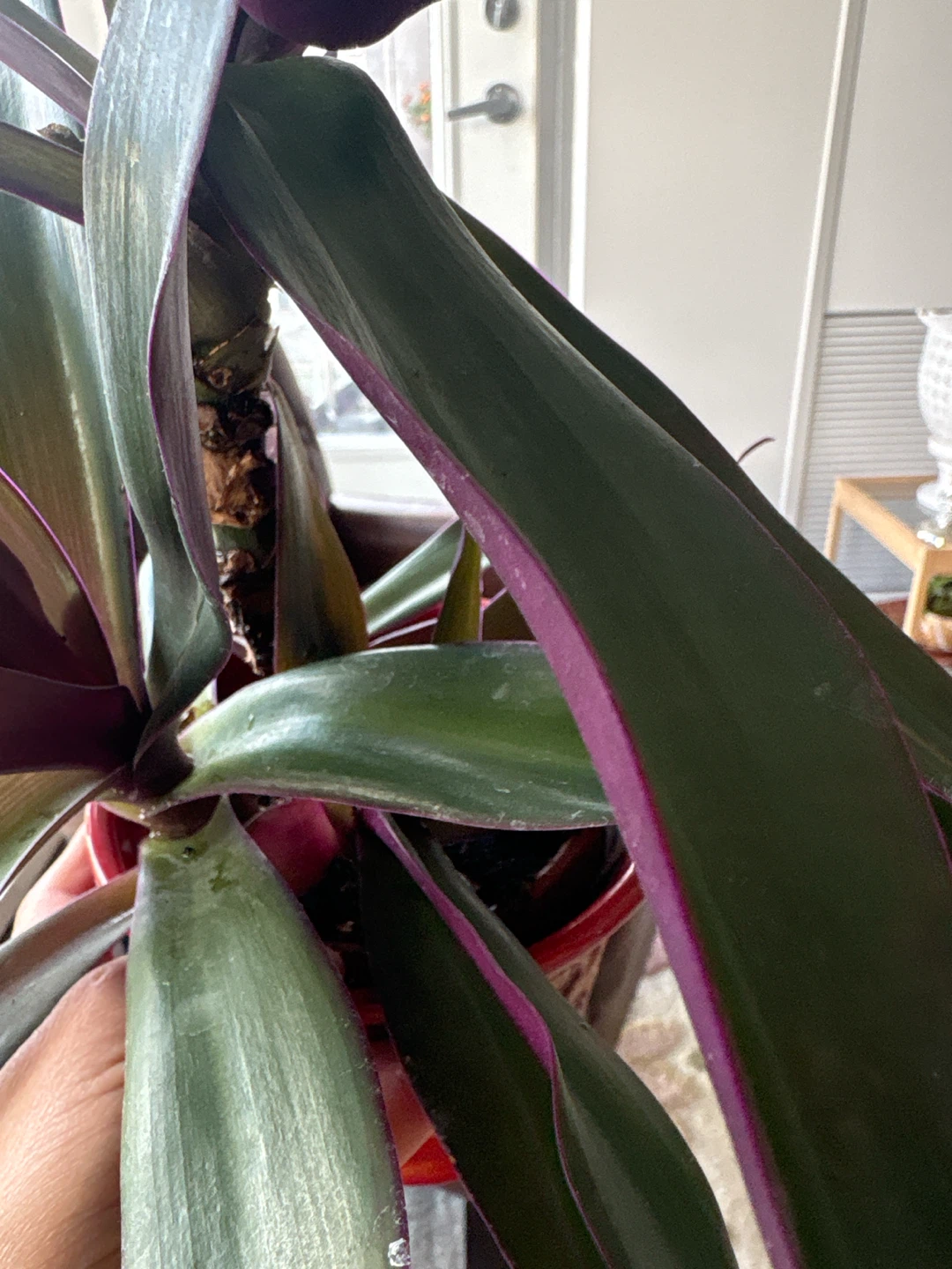 Tradescantia spathacea plant - photo 5