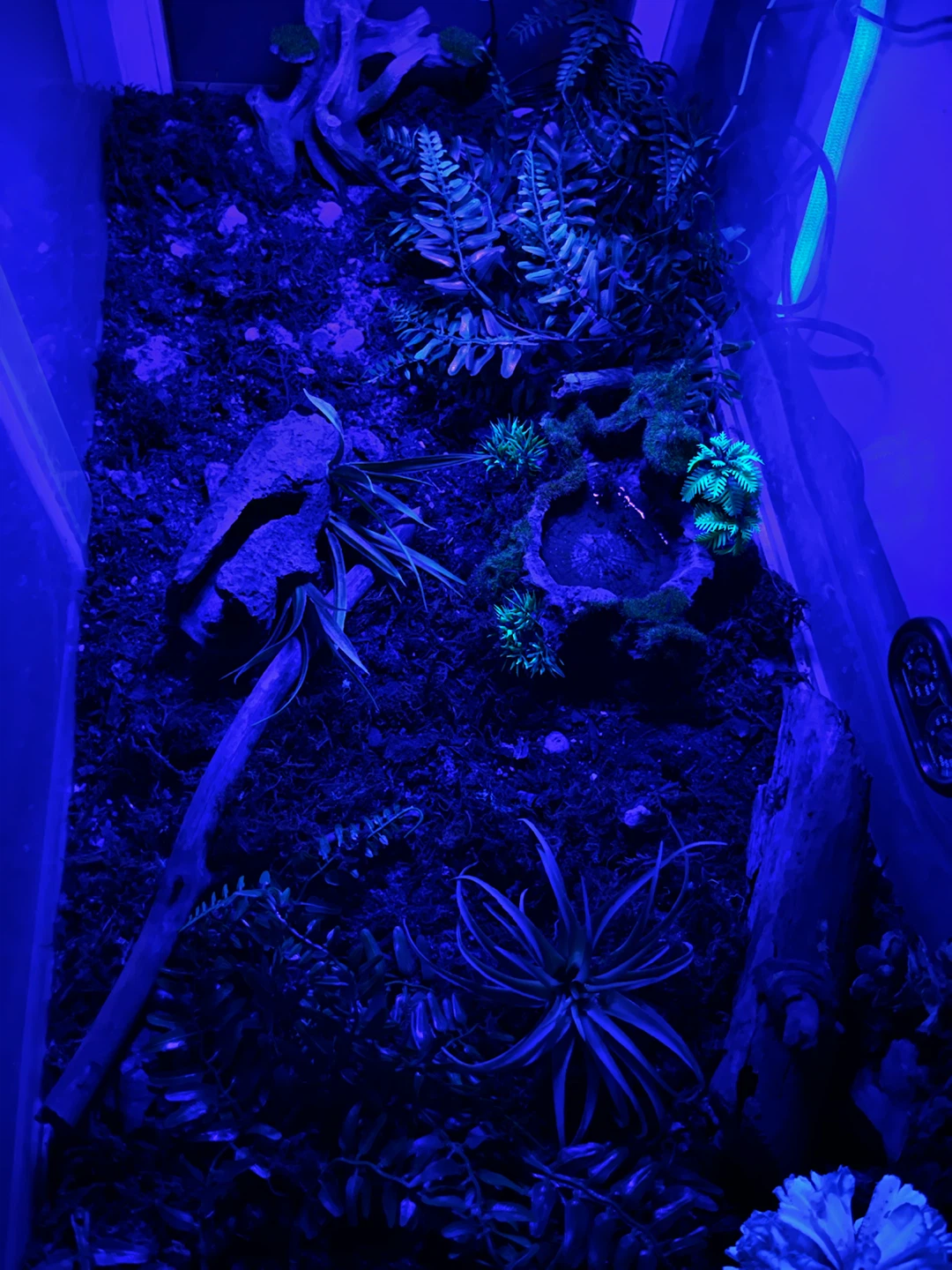 Reptile Enclosure with Lighting and Decor - photo 3