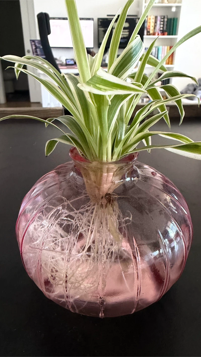 Variegated Spider Plant cutting