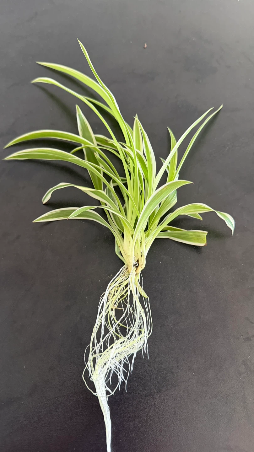 Variegated Spider Plant cutting - photo 2