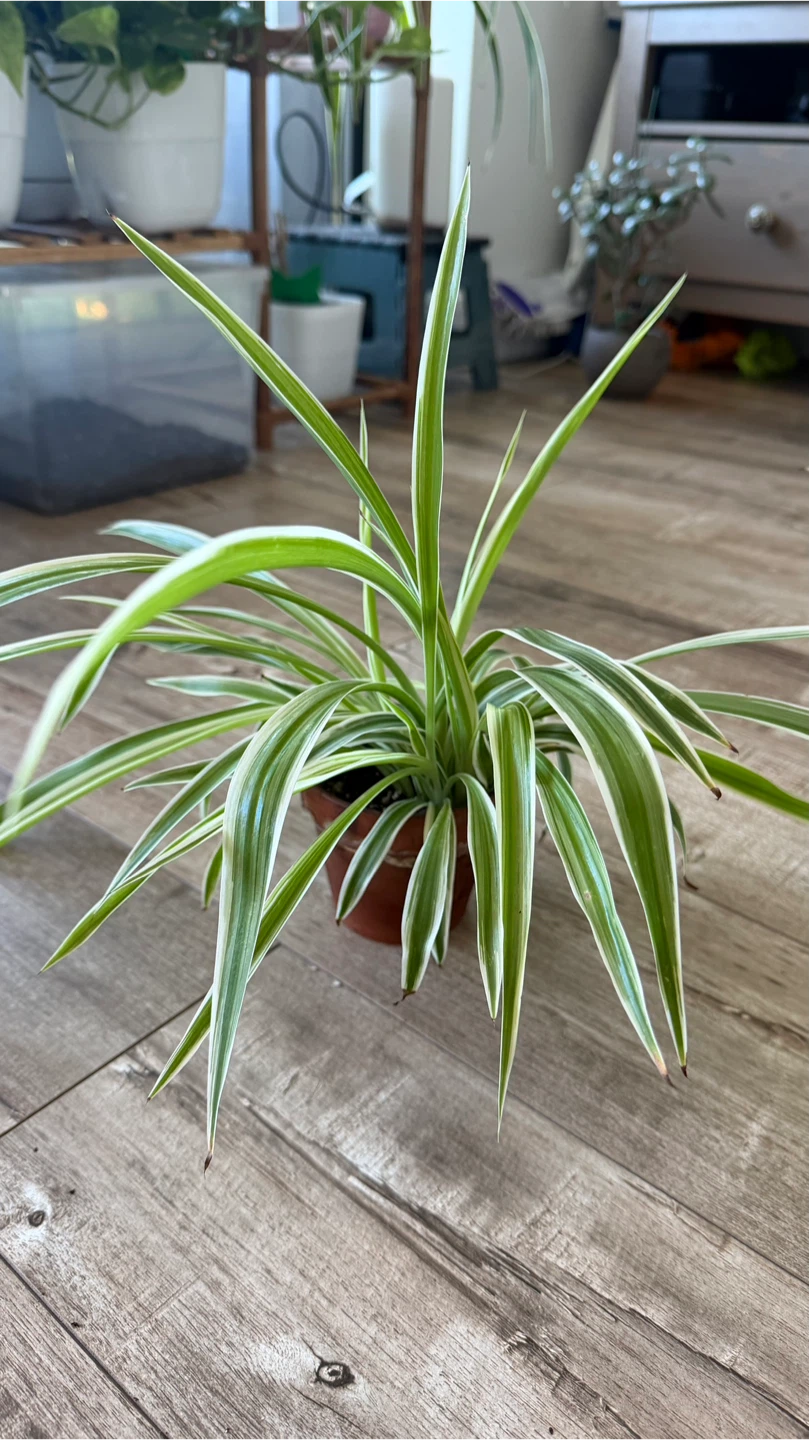Variegated Spider Plant in Pot