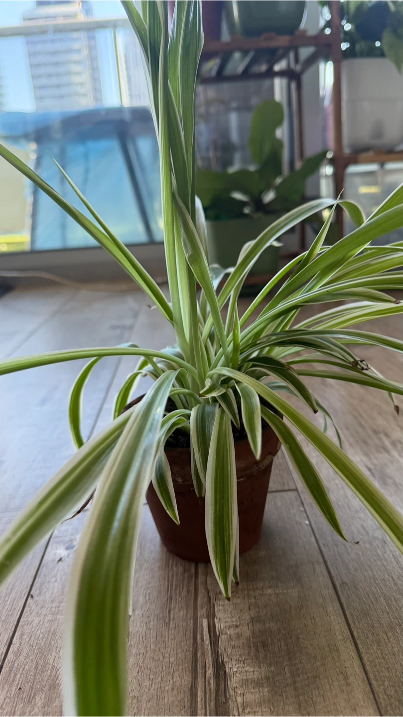 Variegated Spider Plant in Pot - photo 2