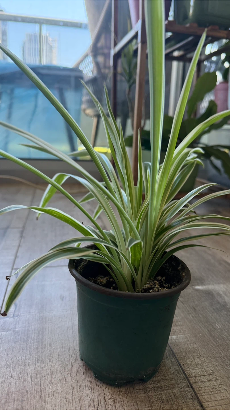 Variegated Spider Plant in Pot - photo 3