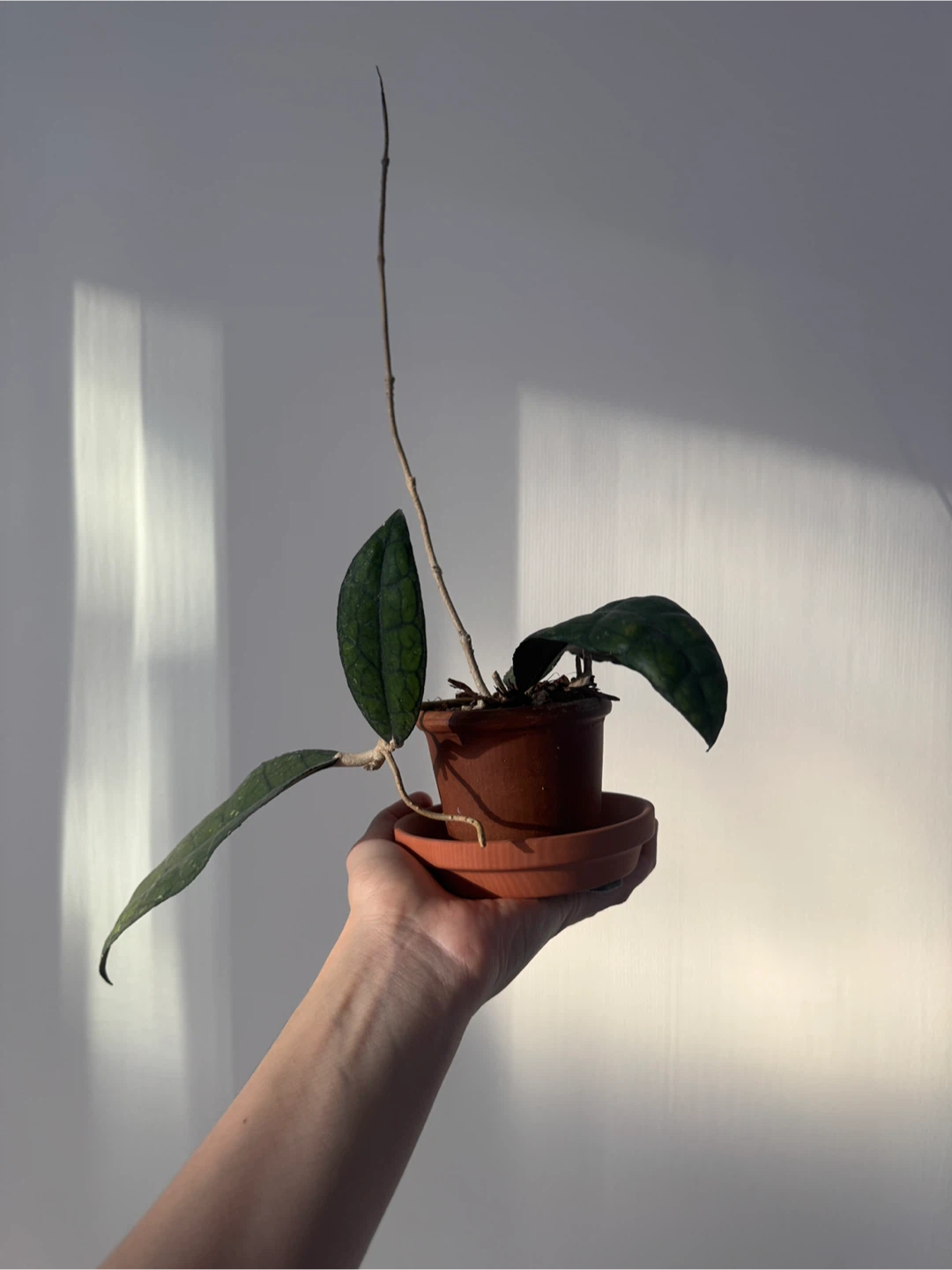Hoya Clemensorium