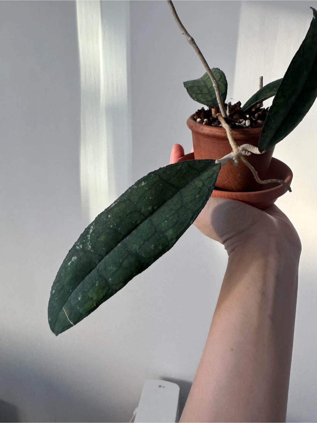 Hoya Clemensorium - photo 2