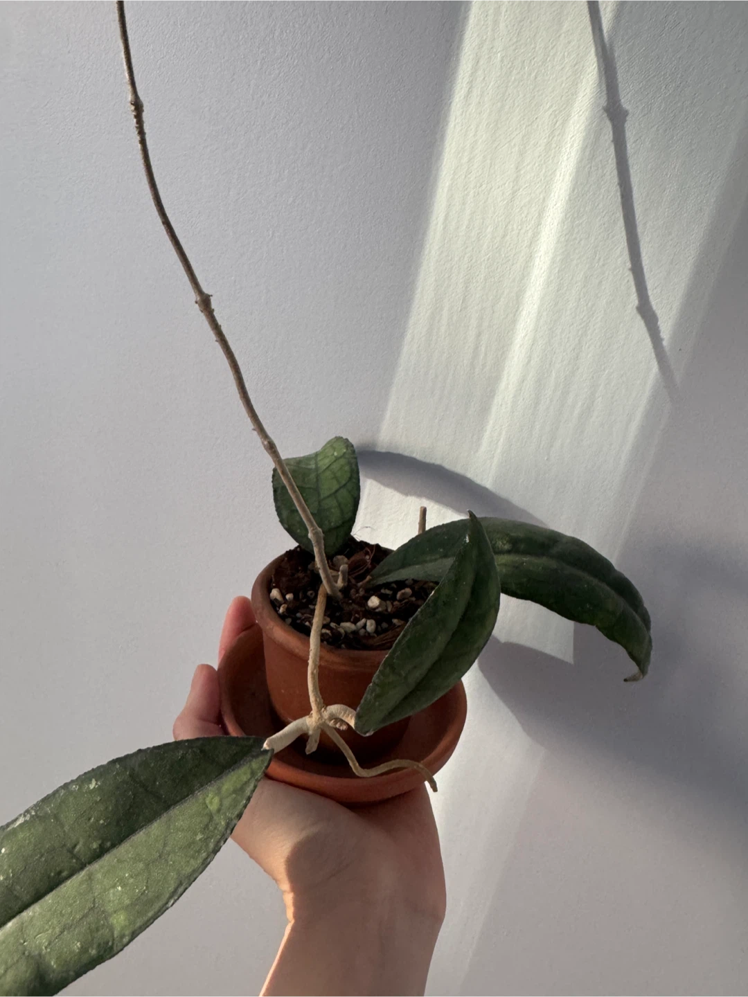 Hoya Clemensorium - photo 3