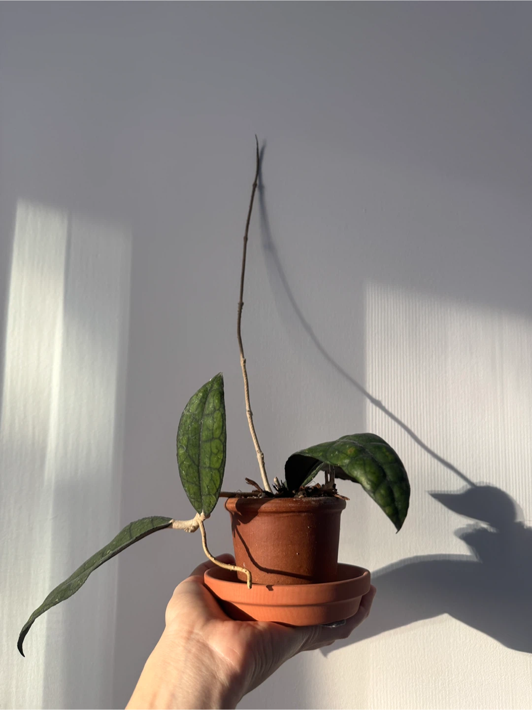 Hoya Clemensorium - photo 4