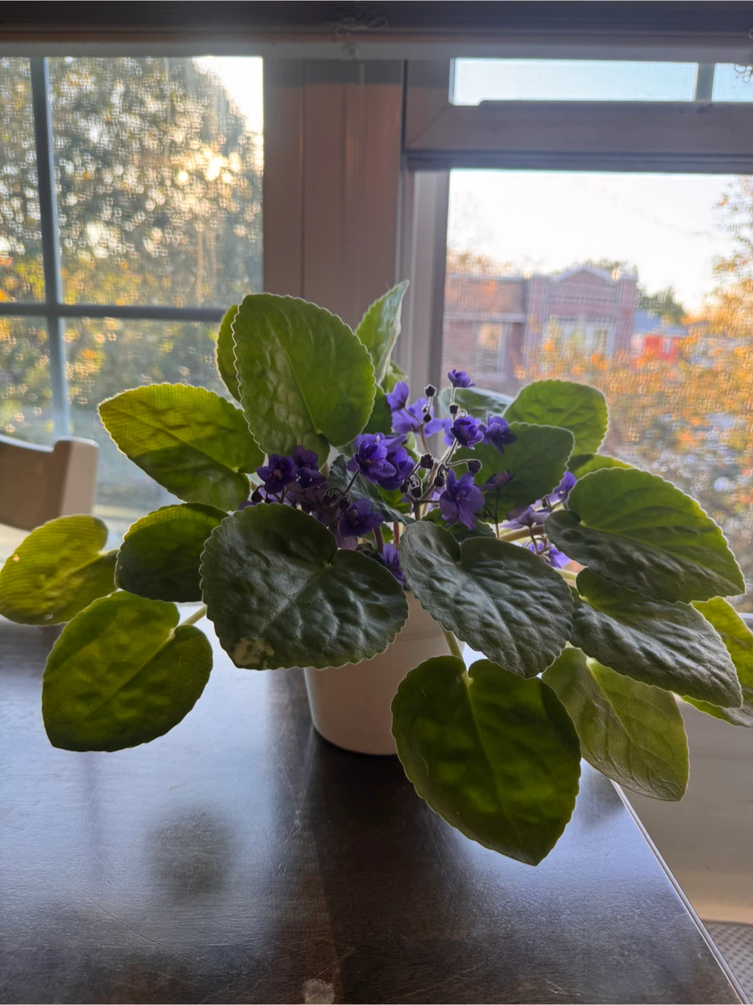 African Violet Plant