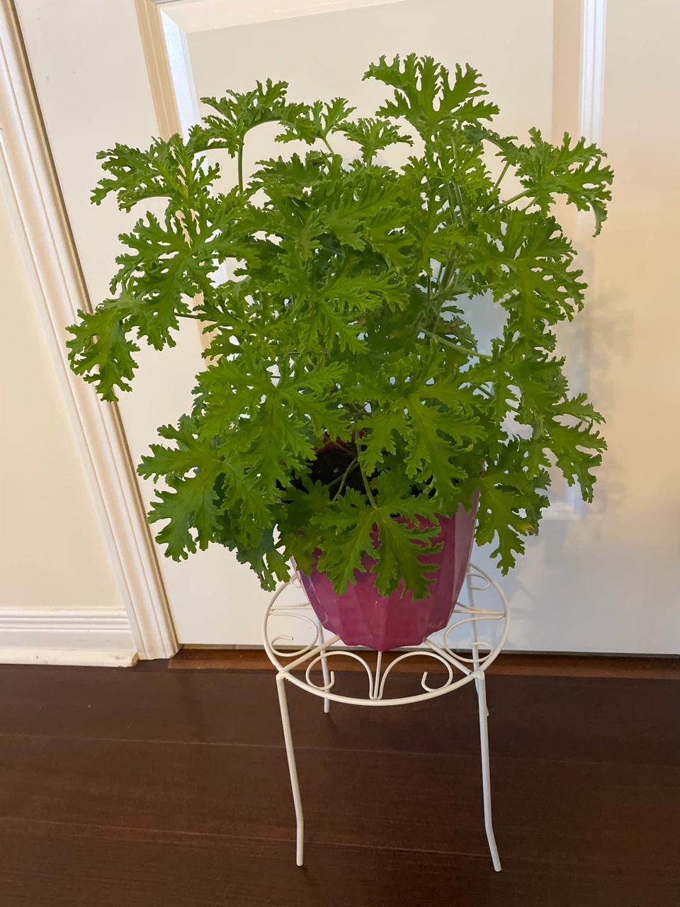 Scented Geranium Plant with Decorative White Metal Stand