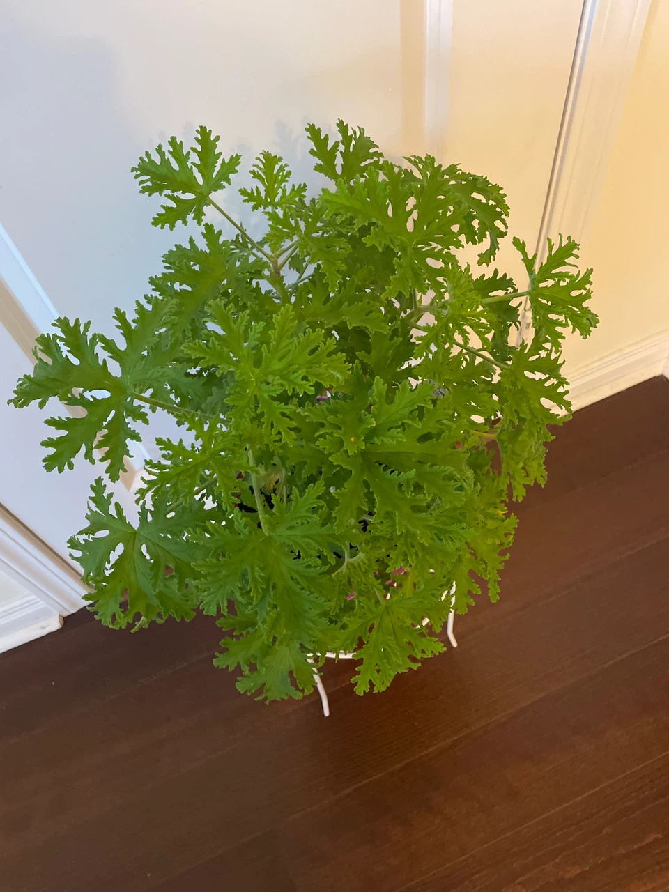 Scented Geranium Plant with Decorative White Metal Stand - photo 2