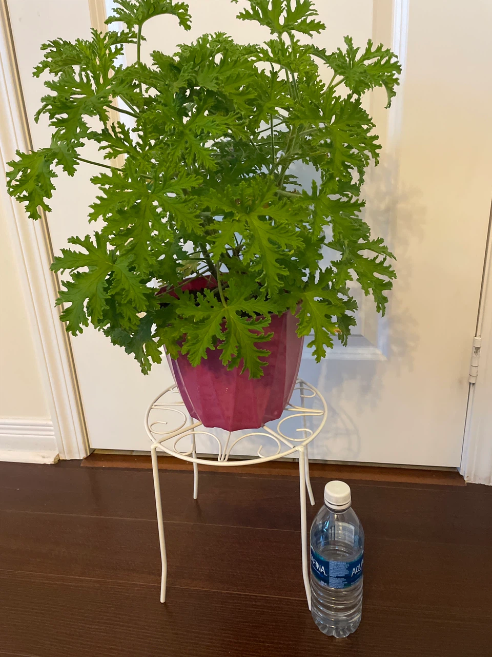 Scented Geranium Plant with Decorative White Metal Stand - photo 3