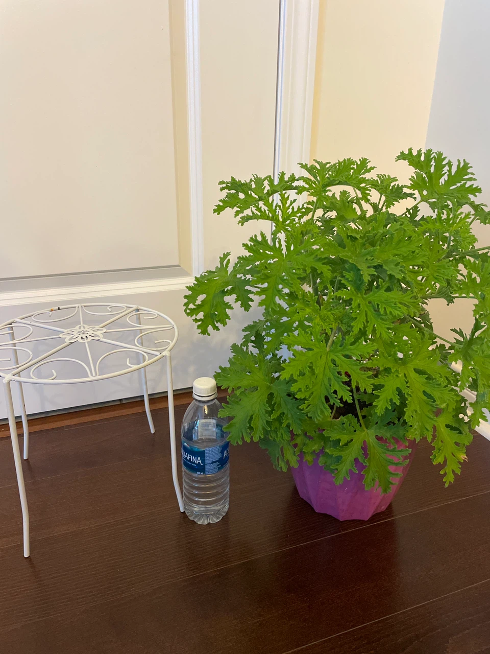 Scented Geranium Plant with Decorative White Metal Stand - photo 4