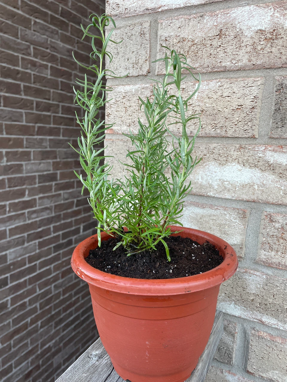 Potted Rosemary Herb Plant