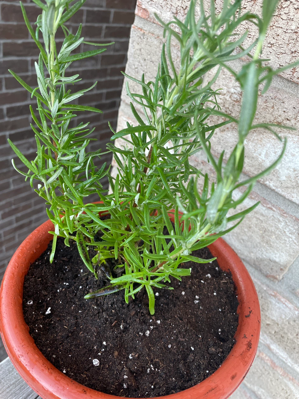 Potted Rosemary Herb Plant - photo 2