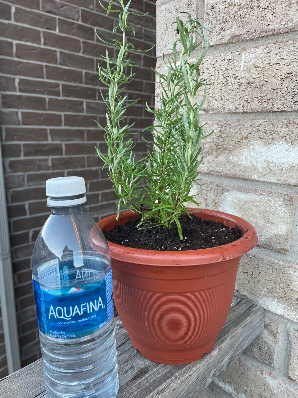 Potted Rosemary Herb Plant - photo 3