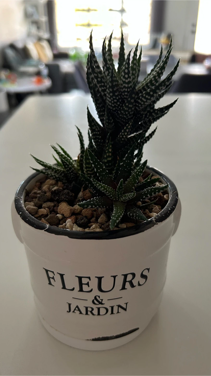Haworthia Plant in White Ceramic Pot