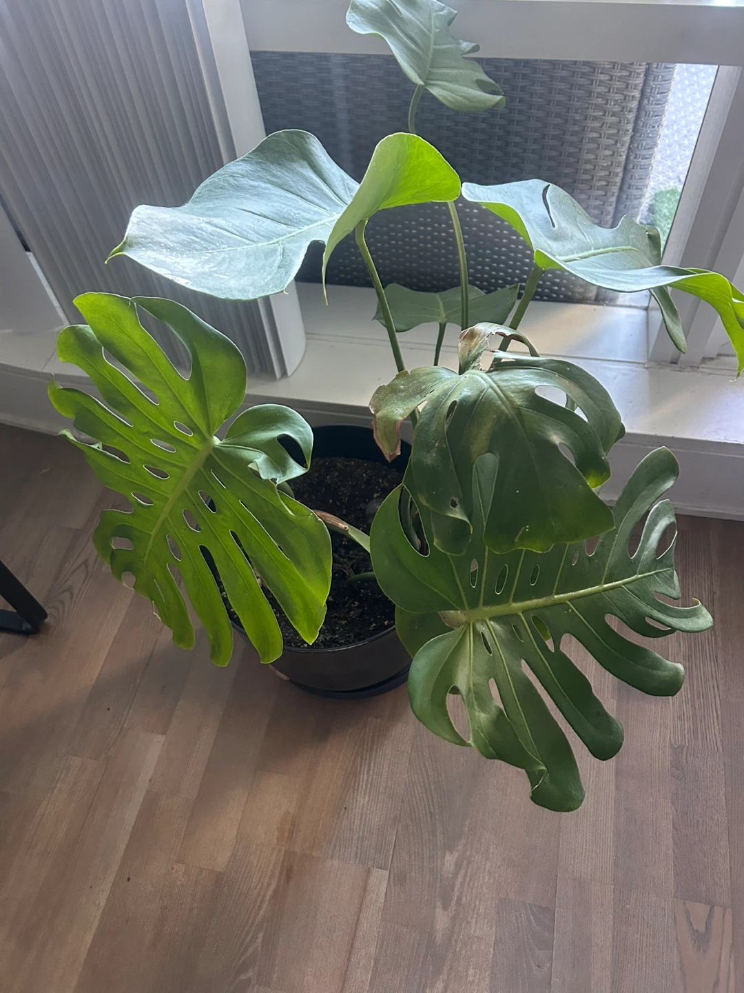 Monstera Deliciosa Houseplant