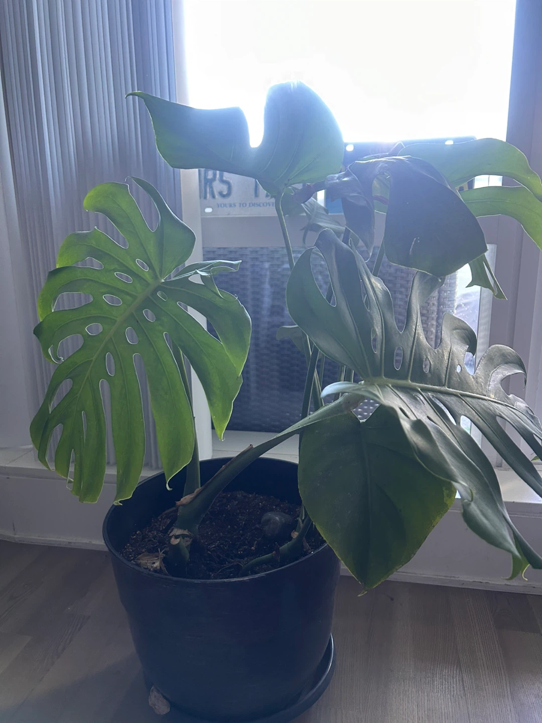 Monstera Deliciosa Houseplant - photo 2