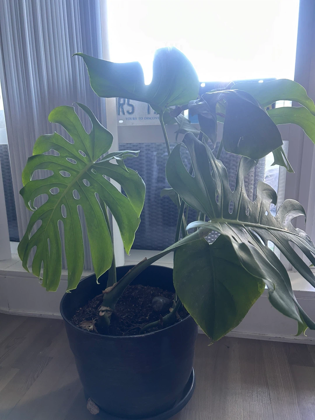 Monstera Deliciosa Houseplant - photo 3