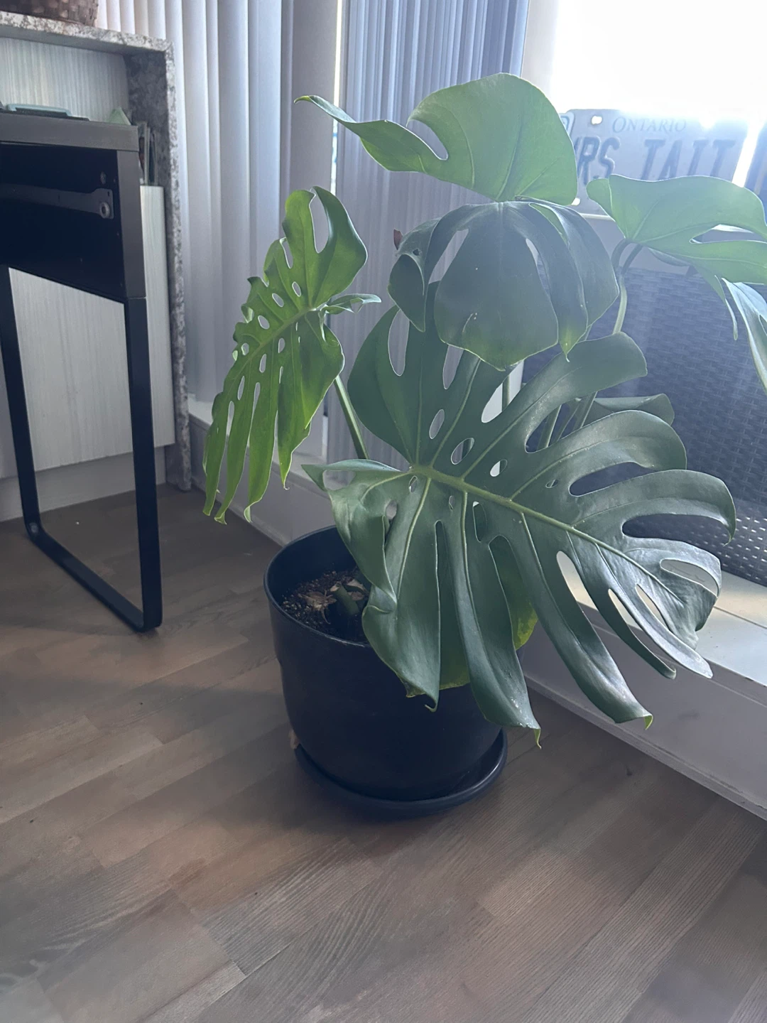 Monstera Deliciosa Houseplant - photo 4